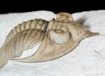Huntonia Lingulifer (Rare Species) - Oklahoma #62926-4